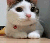 首振り猫のgifアニメーション 首振り猫のgifアニメ